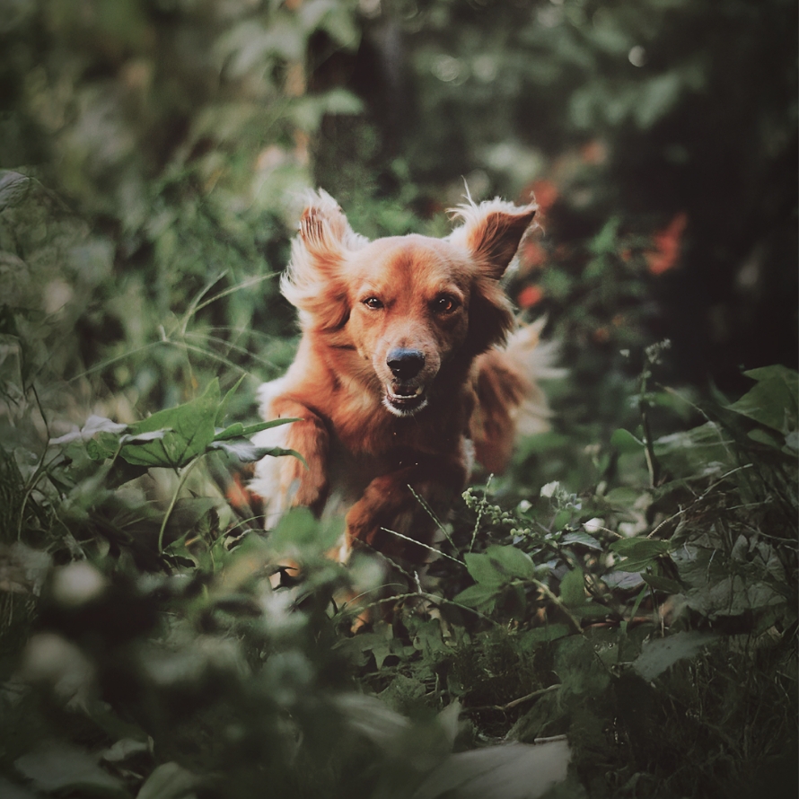 mockup etude cas botanic 05