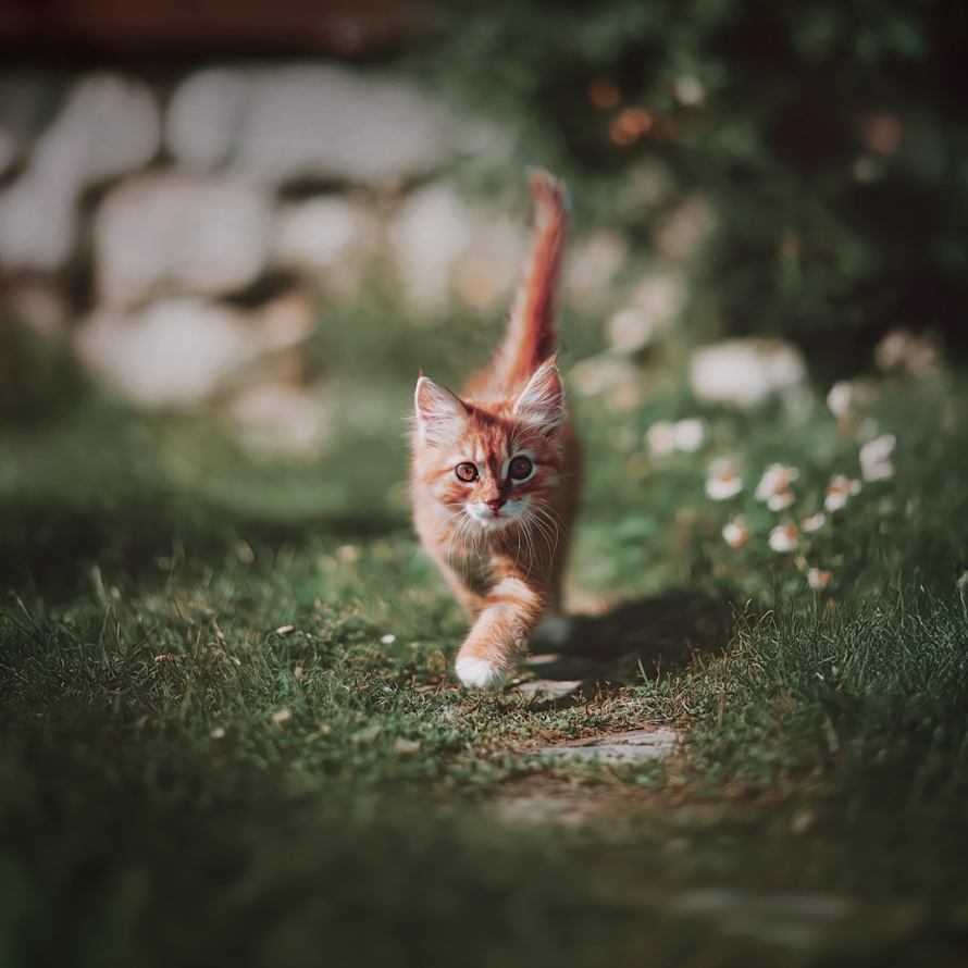 mockup etude cas botanic 06