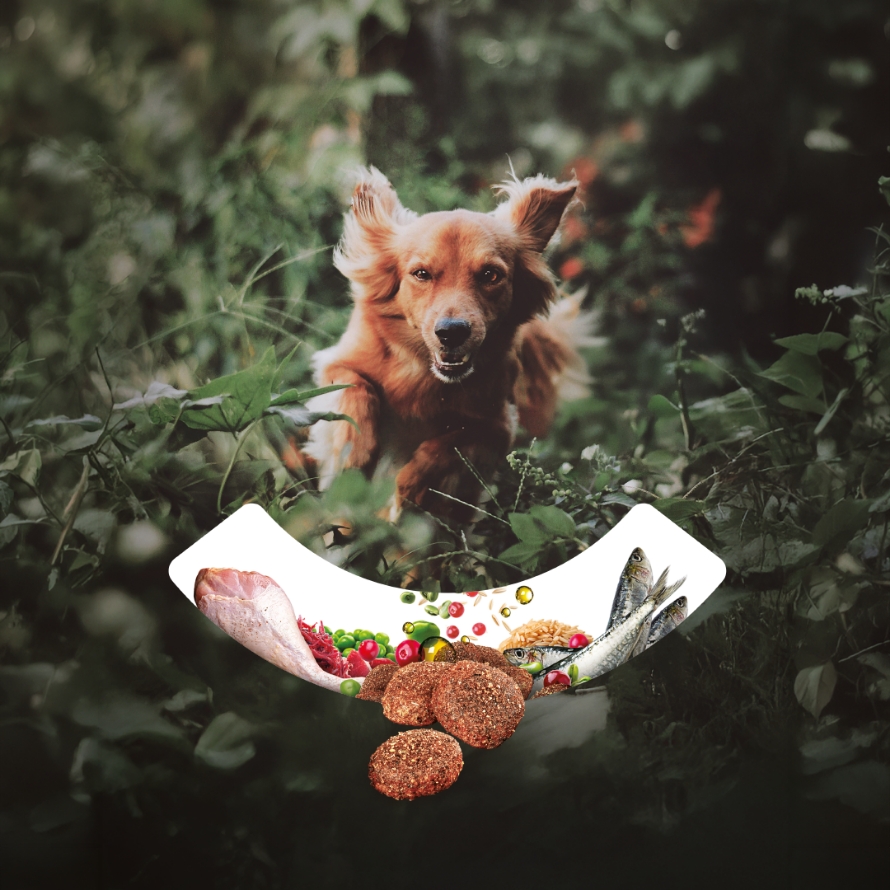 mockup etude cas botanic 19