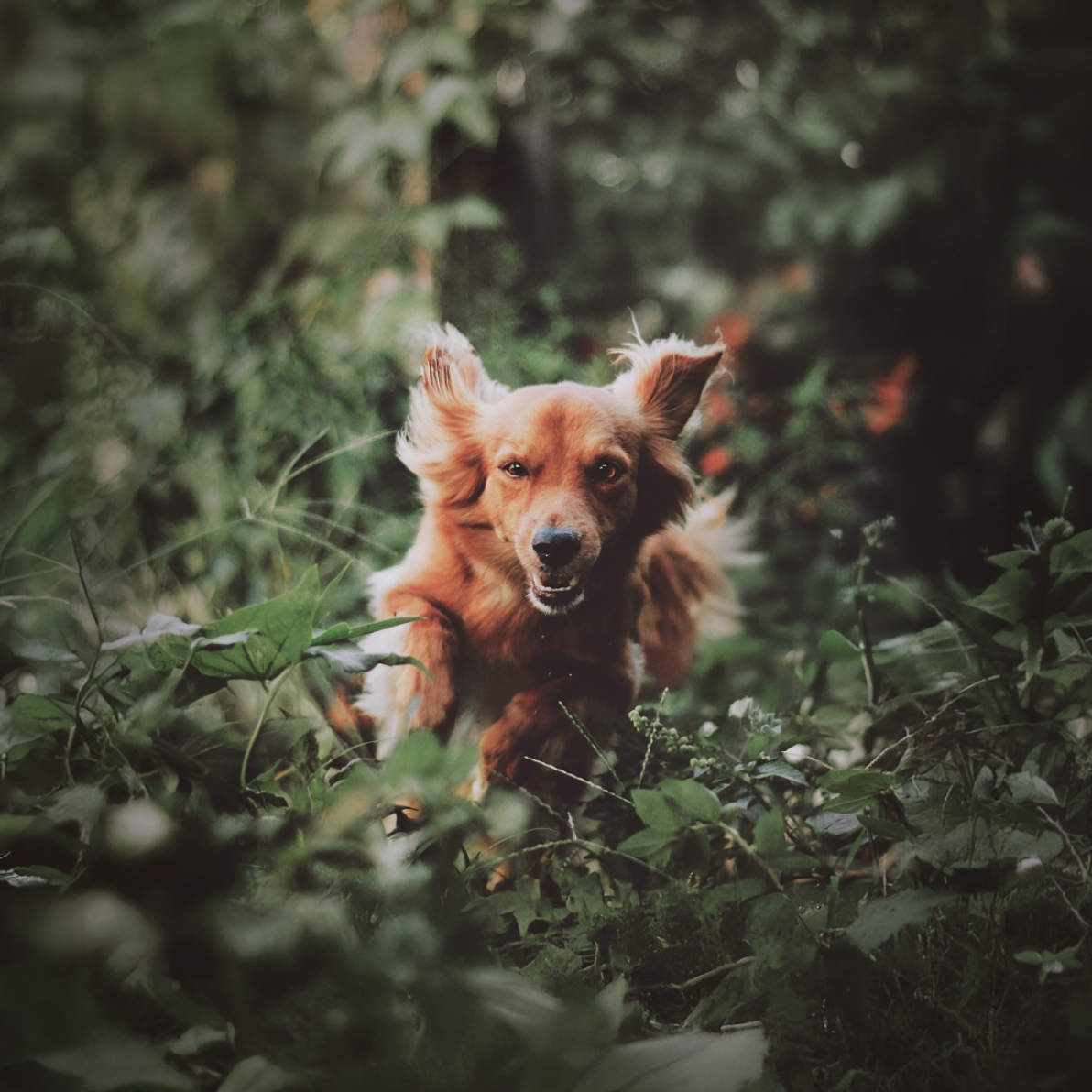 mockup etude cas botanic 29