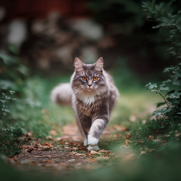 mockup etude cas botanic 31